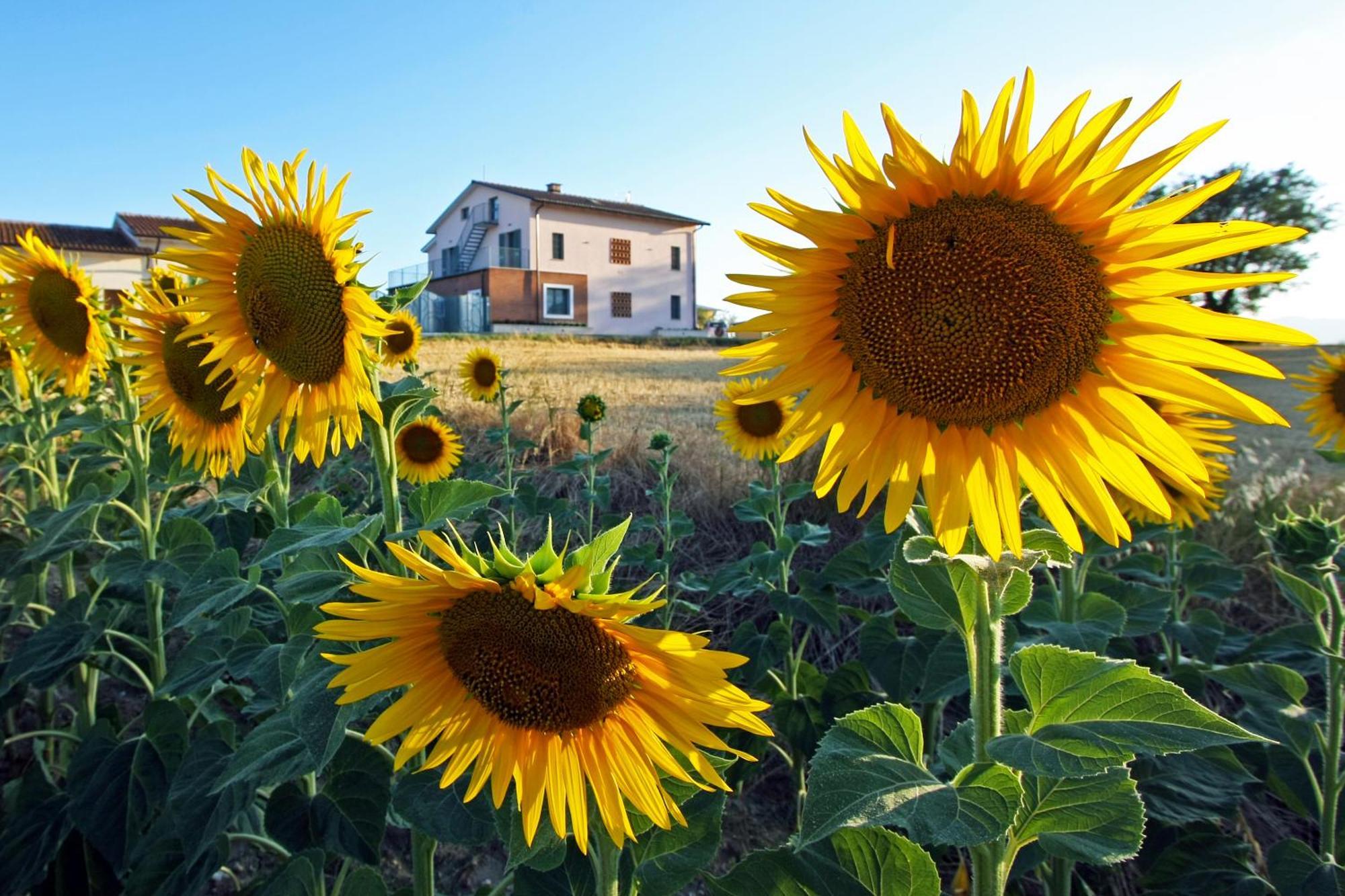 Villa La Collina Del Girasole à Montecastrilli Extérieur photo